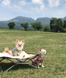 犬とキャンプ場