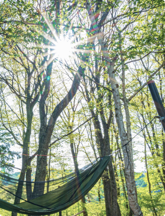森とハンモック
